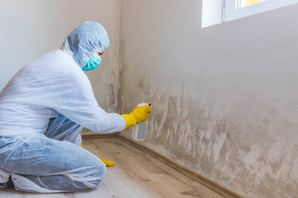 Licensed Attic Mold Remediation service in Newtown, PA - Car Mold Remediation