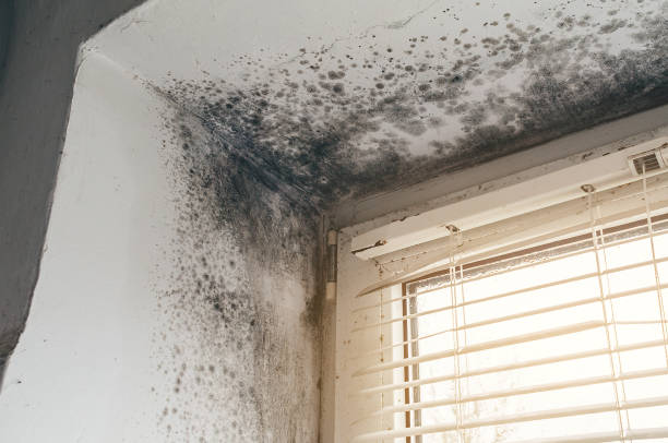 Affordable Attic Mold Remediation solutions in Newtown, PA
